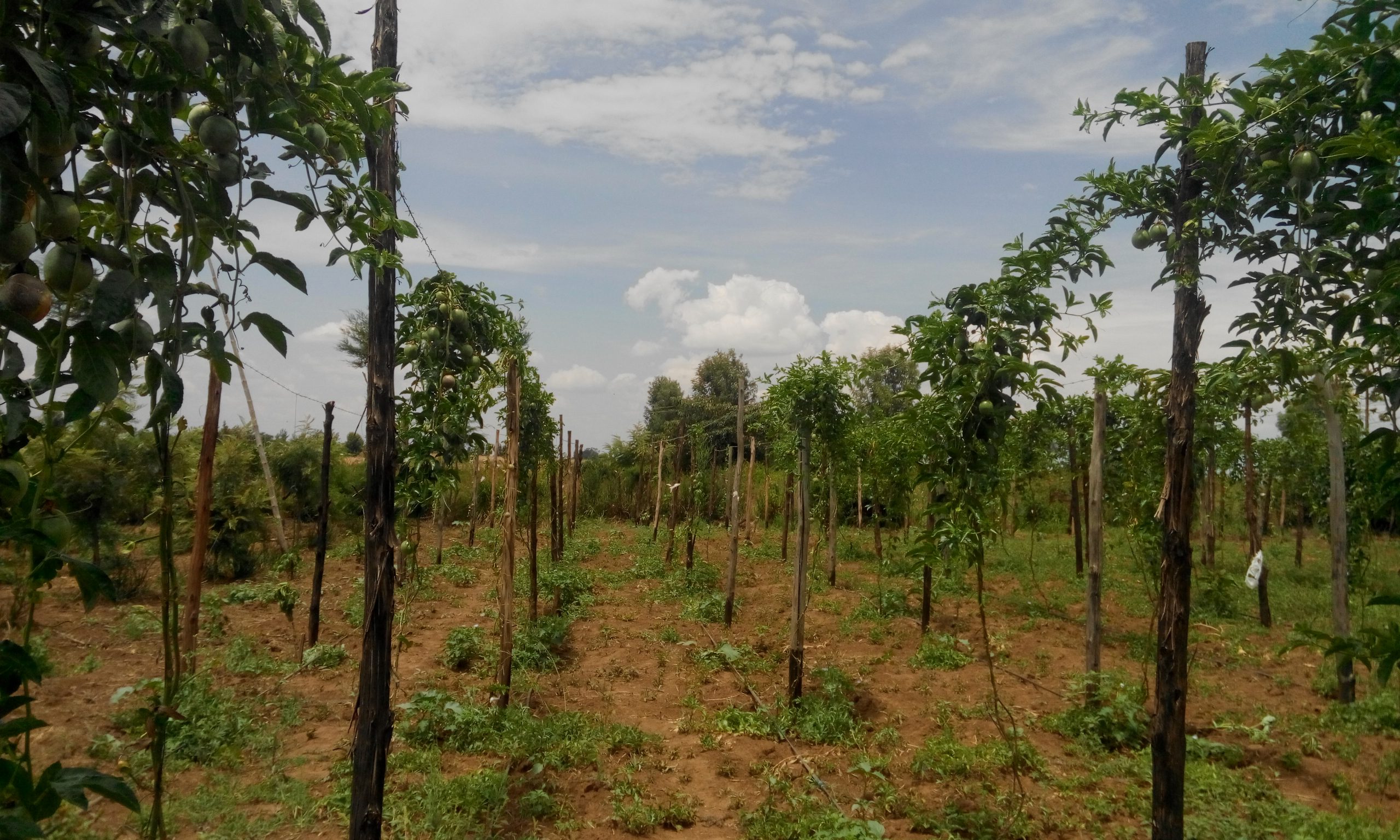 Crop Production